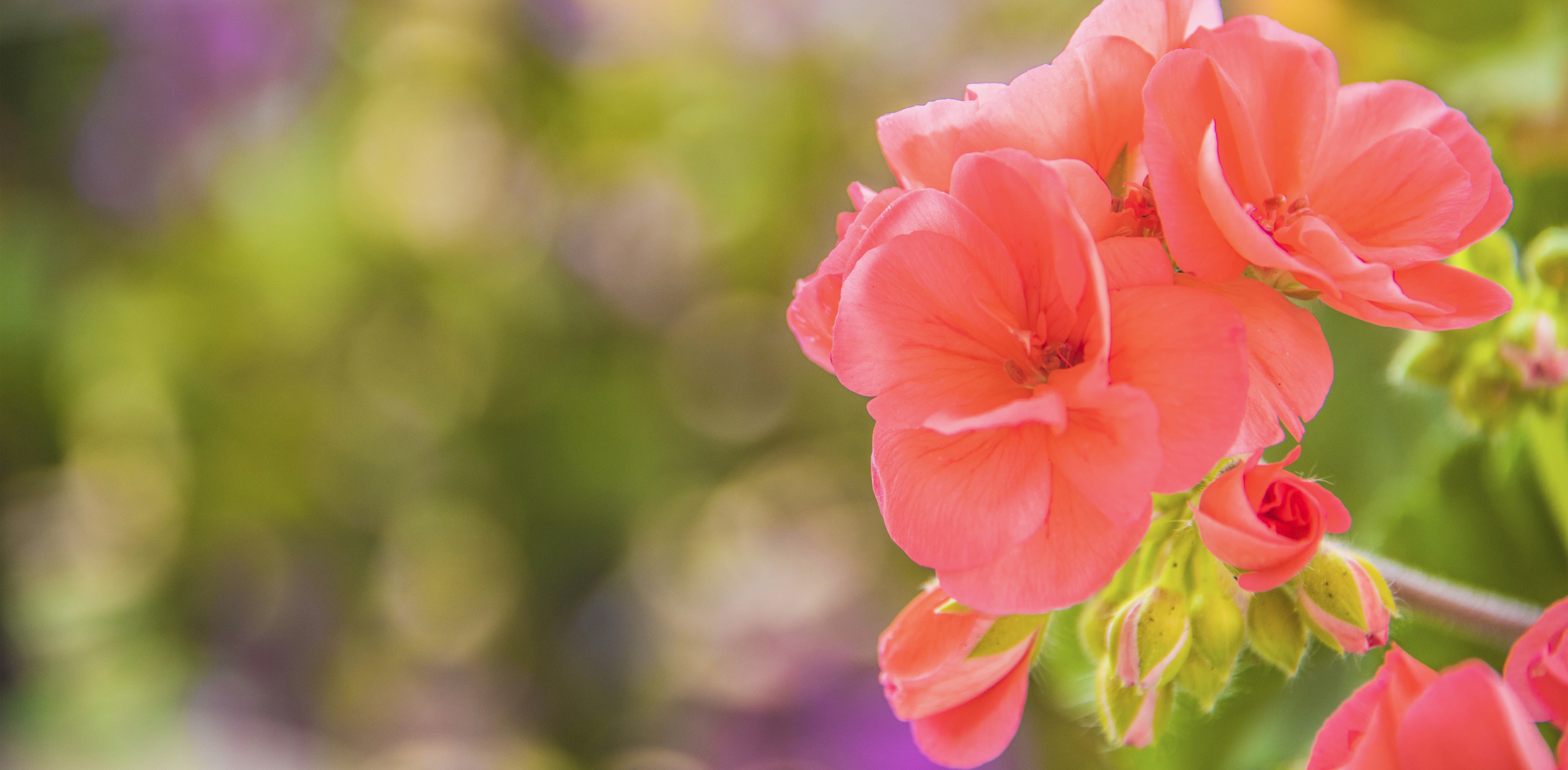 Flowering geraniums